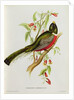 Trogon Ambiguus from 'Tropical Birds', 19th century by John Gould