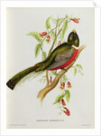 Trogon Ambiguus from 'Tropical Birds', 19th century by John Gould