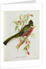Trogon Ambiguus from 'Tropical Birds', 19th century by John Gould