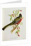 Trogon Ambiguus from 'Tropical Birds', 19th century by John Gould