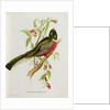 Trogon Ambiguus from 'Tropical Birds', 19th century by John Gould