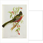 Trogon Ambiguus from 'Tropical Birds', 19th century by John Gould