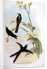 Sparganura Glyceria by John & Hart William Gould