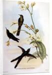 Sparganura Glyceria by John & Hart William Gould