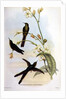 Sparganura Glyceria by John & Hart William Gould