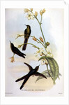 Sparganura Glyceria by John & Hart William Gould