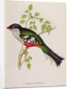 Trogon Temnurus from 'Tropical Birds', 19th century by John Gould