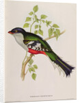 Trogon Temnurus from 'Tropical Birds', 19th century by John Gould