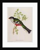Trogon Temnurus from 'Tropical Birds', 19th century by John Gould