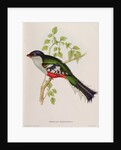 Trogon Temnurus from 'Tropical Birds', 19th century by John Gould