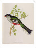 Trogon Temnurus from 'Tropical Birds', 19th century by John Gould