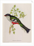 Trogon Temnurus from 'Tropical Birds', 19th century by John Gould