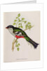 Trogon Temnurus from 'Tropical Birds', 19th century by John Gould