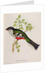 Trogon Temnurus from 'Tropical Birds', 19th century by John Gould