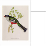 Trogon Temnurus from 'Tropical Birds', 19th century by John Gould