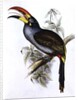 Pteroglossus Hypoglaucus from 'Tropical Birds' by John Gould