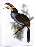 Pteroglossus Hypoglaucus from 'Tropical Birds' by John Gould
