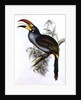 Pteroglossus Hypoglaucus from 'Tropical Birds' by John Gould