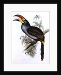 Pteroglossus Hypoglaucus from 'Tropical Birds' by John Gould