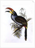 Pteroglossus Hypoglaucus from 'Tropical Birds' by John Gould