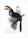Pteroglossus Hypoglaucus from 'Tropical Birds' by John Gould