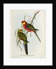 Platycercus Icterotis by John Gould