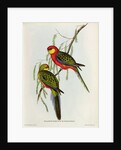 Platycercus Icterotis by John Gould