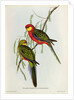 Platycercus Icterotis by John Gould