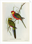 Platycercus Icterotis by John Gould
