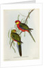 Platycercus Icterotis by John Gould