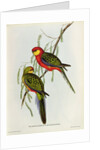 Platycercus Icterotis by John Gould