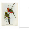 Platycercus Icterotis by John Gould