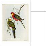 Platycercus Icterotis by John Gould