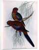 Platycercus Pennantii by John Gould