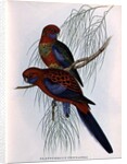 Platycercus Pennantii by John Gould