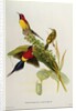 Nectarinia Gouldae from 'Tropical Birds', 19th century by John Gould