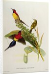 Nectarinia Gouldae from 'Tropical Birds', 19th century by John Gould