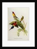 Nectarinia Gouldae from 'Tropical Birds', 19th century by John Gould