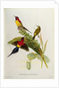 Nectarinia Gouldae from 'Tropical Birds', 19th century by John Gould