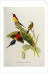 Nectarinia Gouldae from 'Tropical Birds', 19th century by John Gould