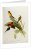 Nectarinia Gouldae from 'Tropical Birds', 19th century by John Gould