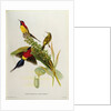 Nectarinia Gouldae from 'Tropical Birds', 19th century by John Gould