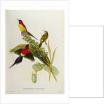 Nectarinia Gouldae from 'Tropical Birds', 19th century by John Gould