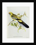 Platycercus Flaveolus by John Gould