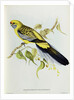 Platycercus Flaveolus by John Gould
