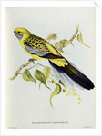 Platycercus Flaveolus by John Gould