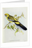 Platycercus Flaveolus by John Gould