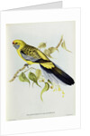 Platycercus Flaveolus by John Gould