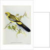 Platycercus Flaveolus by John Gould