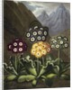 Auriculas from Dr John Robert Thornton's 'Temple of Flora, or Garden of the Botanist, Poet, Painter and Philosopher', London, 1812 by Anonymous